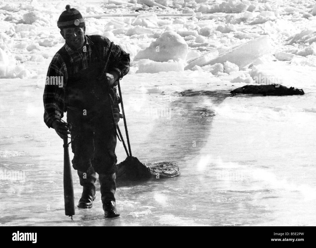 Un chasseur de phoque aux îles de la Madeleine, golfe du Saint-Laurent, le Canada traîne une peau de phoque ensanglantés sur la glace. Un homme a admis : "C'est la façon la plus dure au monde à faire un dollar." Mars 1968 P000766 Banque D'Images