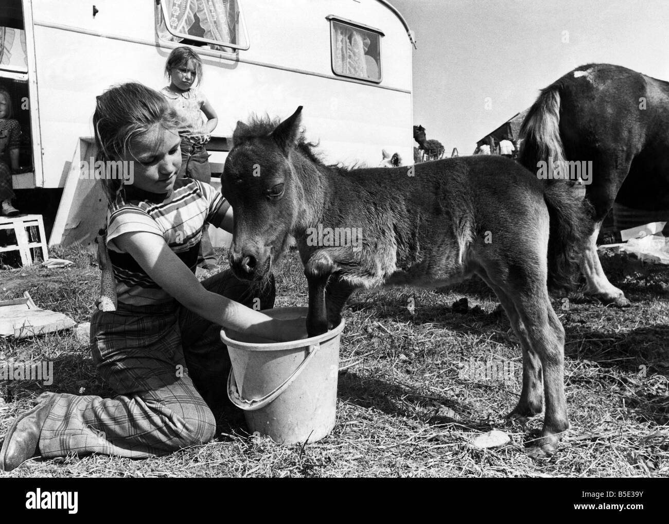 Pour l'amour de fleur - l'amour à l'arrêt une vente à la plus grande foire aux chevaux dans le Nord cette semaine. Tout le monde voulait acheter fleur, le mois, 17 pouces de hauteur poney Shetland appartenant à 11 ans de l'argent, Violet Croft, Bentley, dans le Yorkshire. Comme elle a donné un bain de fleurs dans un seau d'eau violet a dit ; "Je ne peux pas la vendre parce qu'elle est si petit et je l'aime tellement. 'Dozens de personnes a demandé de lui acheter mais je n'ai pas partie avec fleur. J'ai juste pris d'Appleby juste pour quelques jours. Papa a vendu certains de ses chevaux et de fleurs mais je vais être ensemble depuis longtemps Banque D'Images