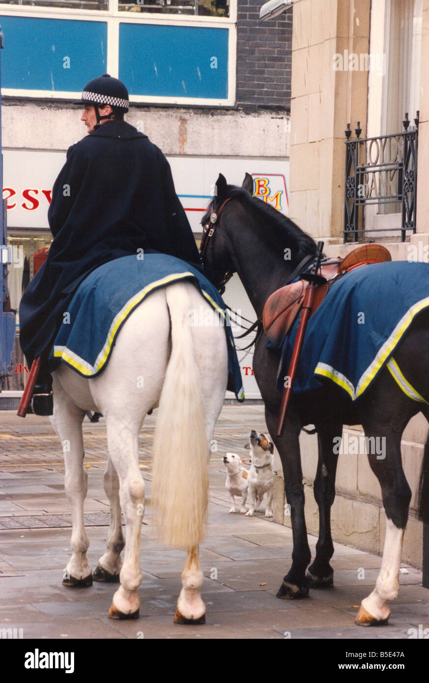 Petit et Grand deux petits Jack Russell terries rechercher dans la crainte à deux chevaux de la police géant Banque D'Images