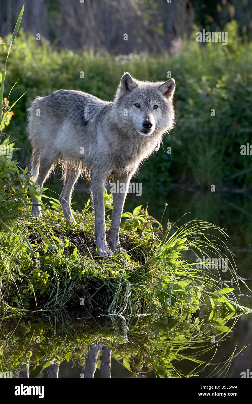 Loup gris (Canis lupus) en captivité, Grès, Minnesota, USA, Amérique du Nord Banque D'Images