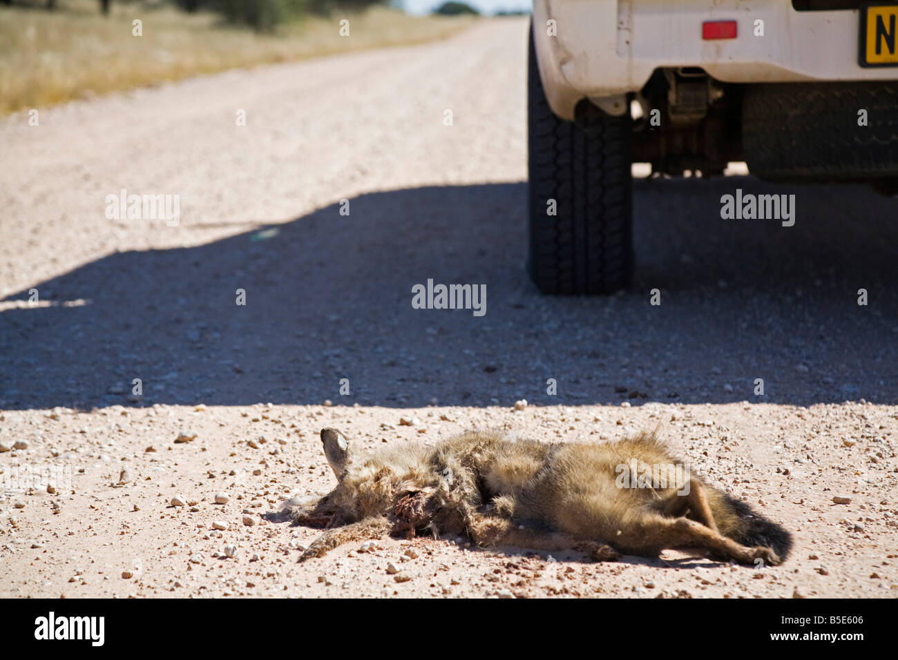 L'Afrique, la Namibie, l'Afrique, la Namibie, Dead bat eared fox (Otocyon megalotis), Roadkill, close-up Banque D'Images