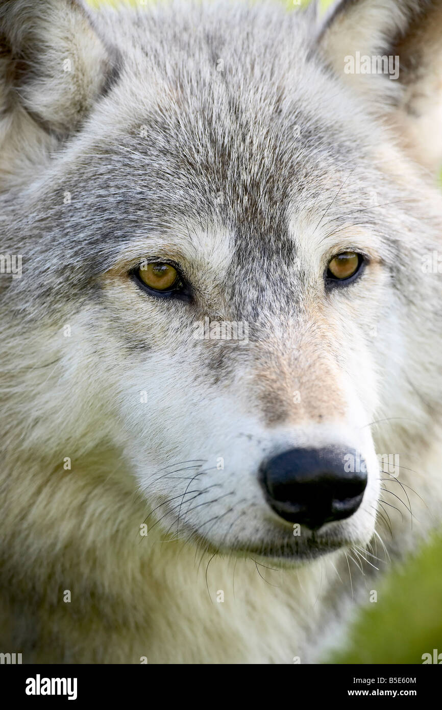 Loup gris (Canis lupus) en captivité, Grès, Minnesota, USA, Amérique du Nord Banque D'Images