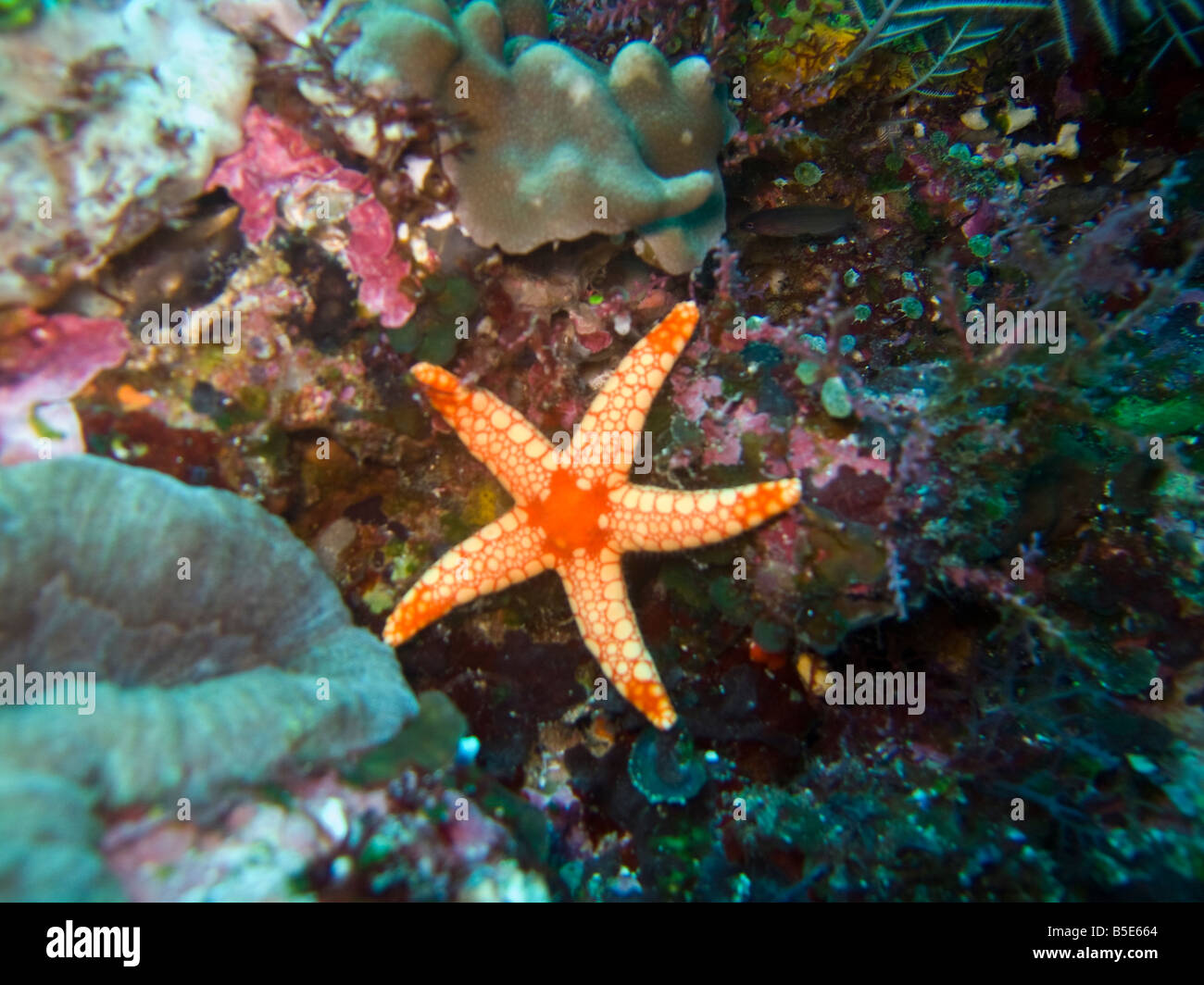 Les étoiles de mer dans le Parc National de Komodo en Indonésie Banque D'Images