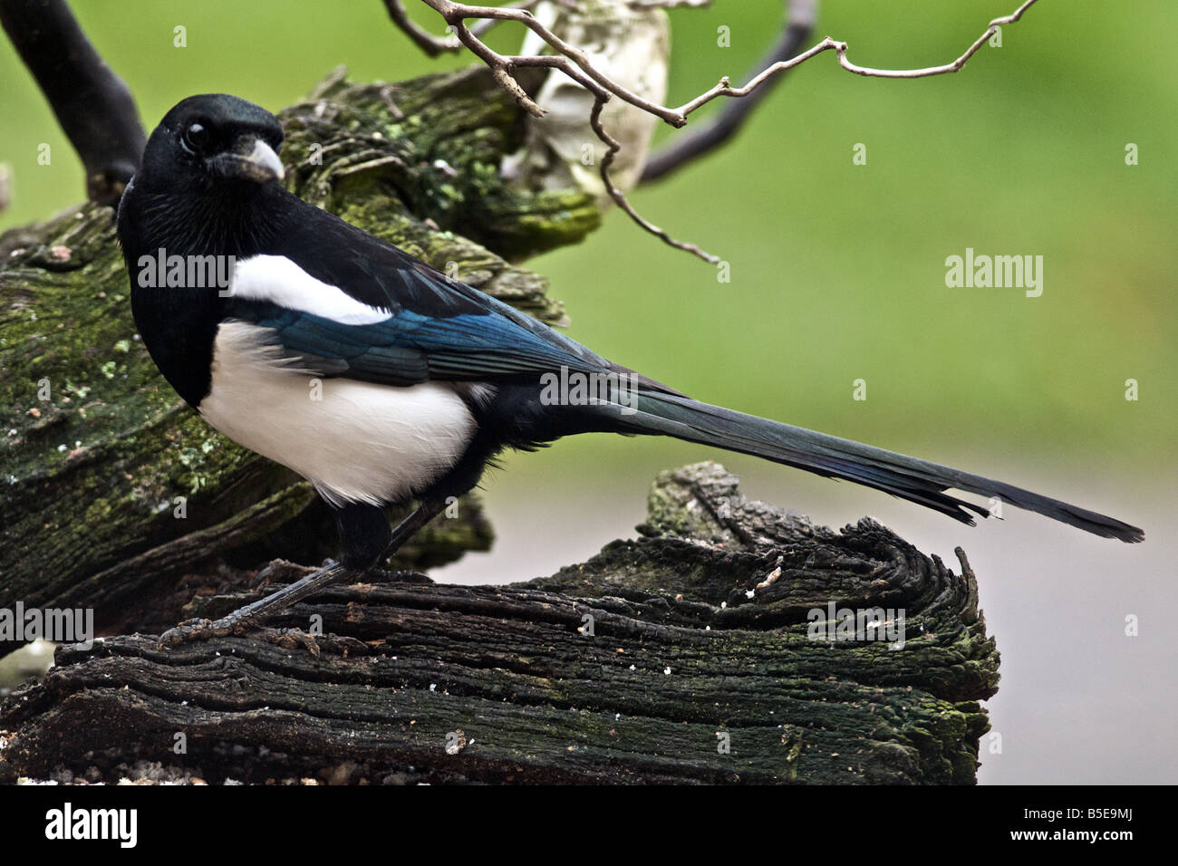 MAGPIE Pica pica membre de la famille résidant au Royaume-Uni Banque D'Images