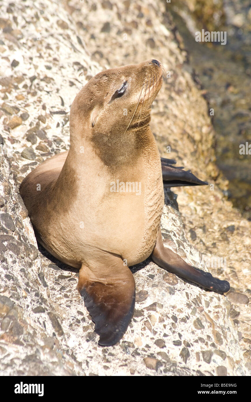 Bebe Phoque Plage De L Enfant A La Jolla Pres De San Diego Californie Etats Unis Amerique Du Nord Photo Stock Alamy