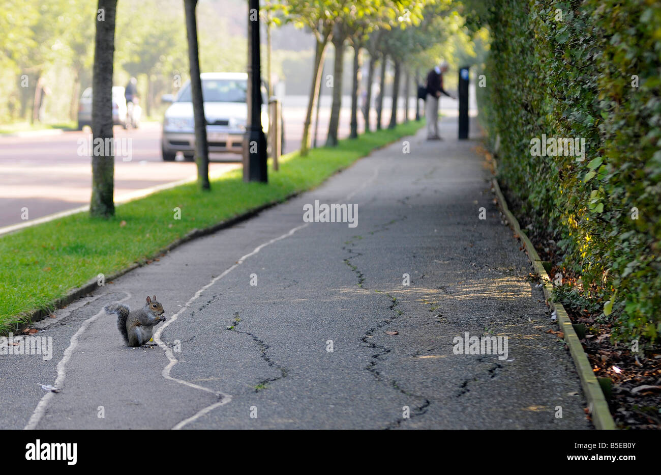 Squirrel eating Cercle Intérieur Regents Park Londres Banque D'Images