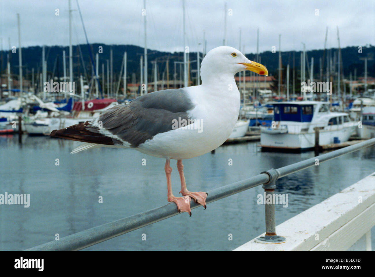 Seagull Fishermans Wharf Monterey Californie, États-Unis d'Amérique Amérique du Nord Banque D'Images