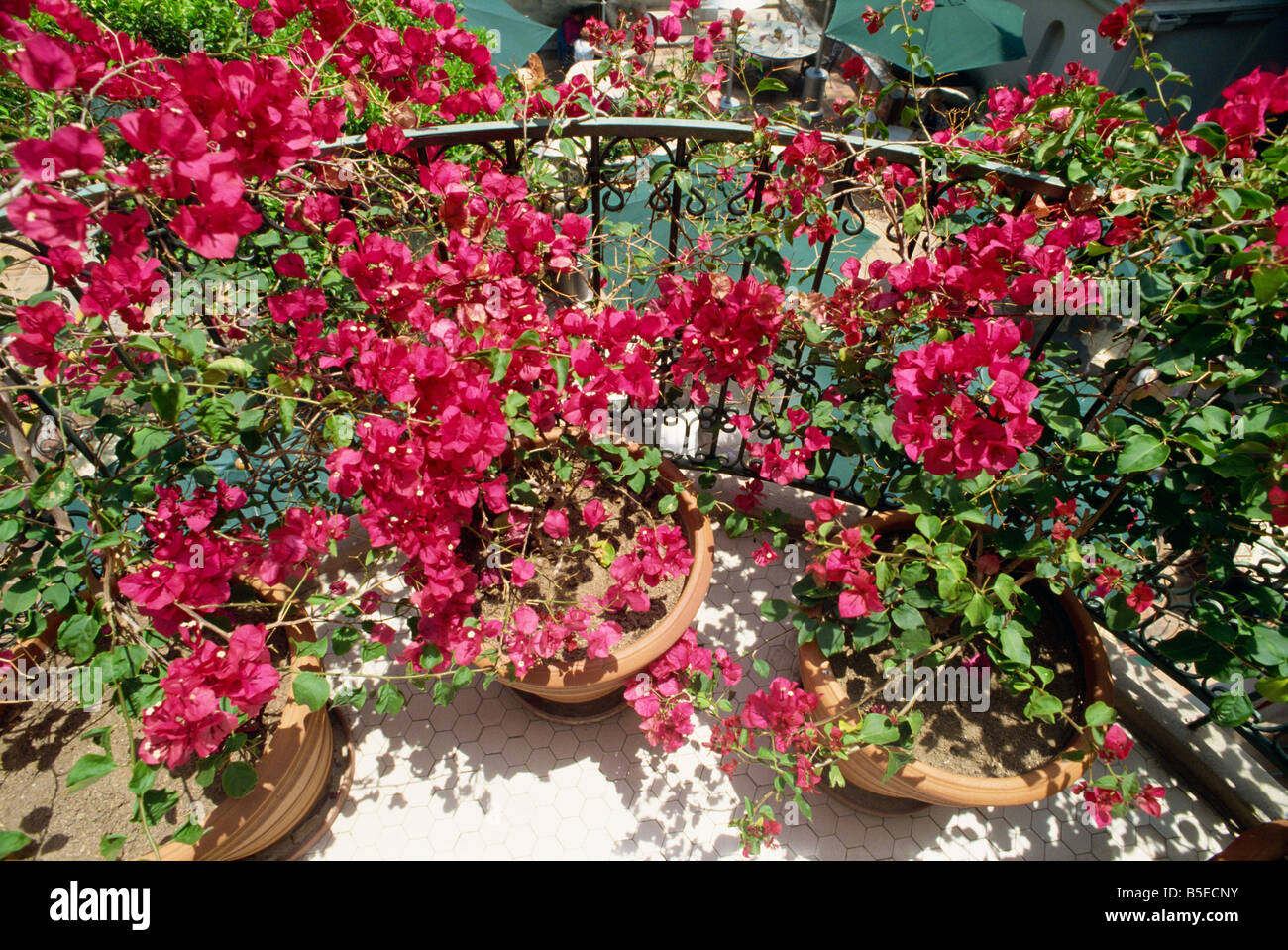 Bougainvillea sur balcon de l'hôtel Mission Inn récemment rénové, Riverside, Californie, USA Banque D'Images