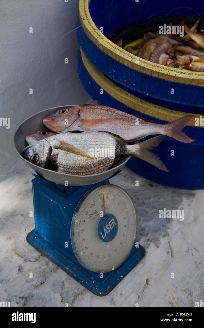 Machine de pesage, le marché aux poissons Banque D'Images