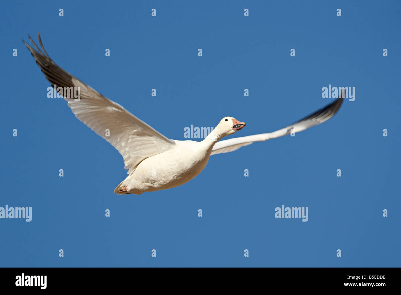 Oie des neiges (Chen caerulescens) en vol, Bosque del Apache National Wildlife Refuge, New Mexico, USA, Amérique du Nord Banque D'Images