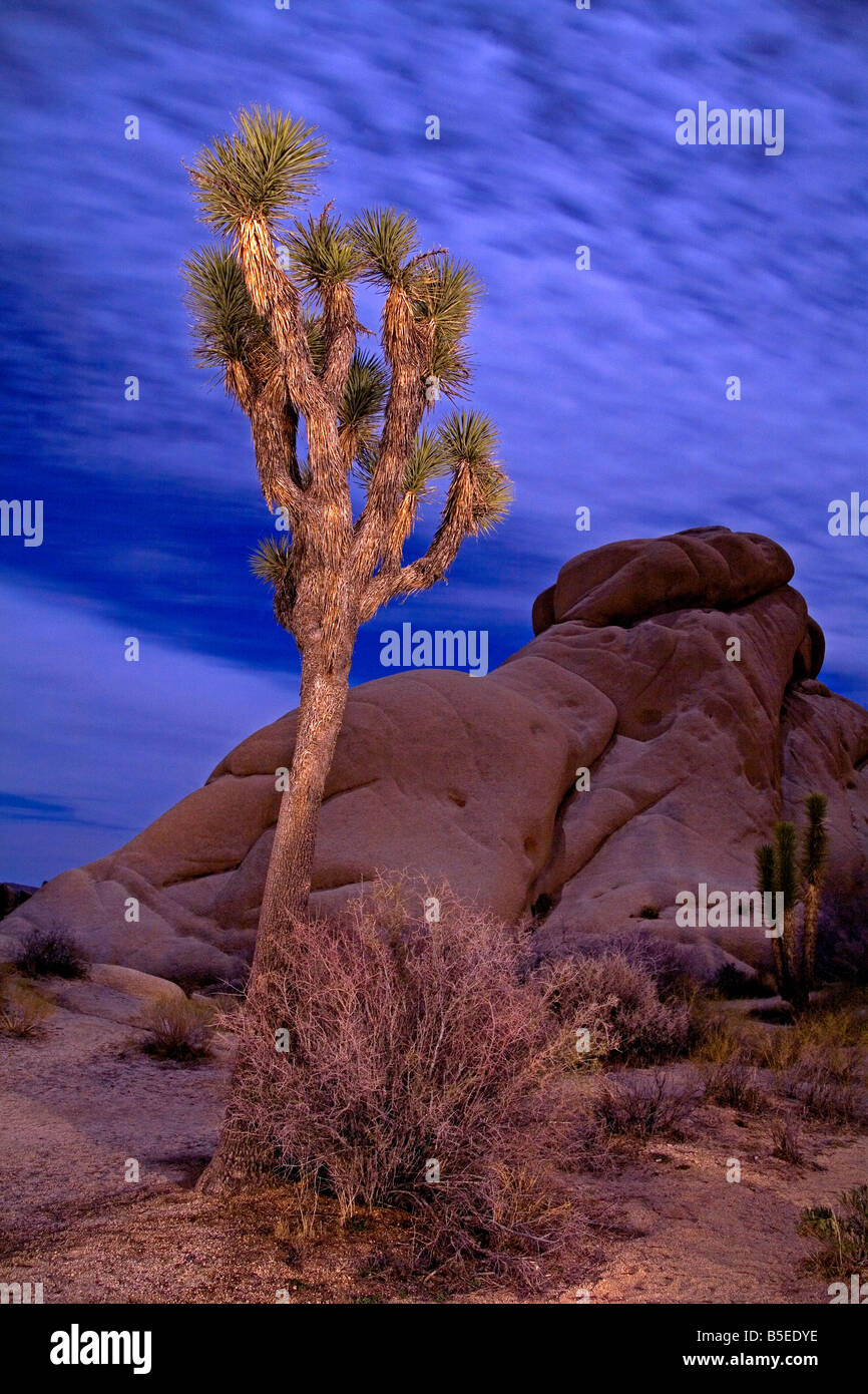 La peinture de la lumière de Joshua Tree en pleine lune, Jumbo des Rocks, Joshua Tree National Park, Californie, États Unis, Amérique du Nord Banque D'Images