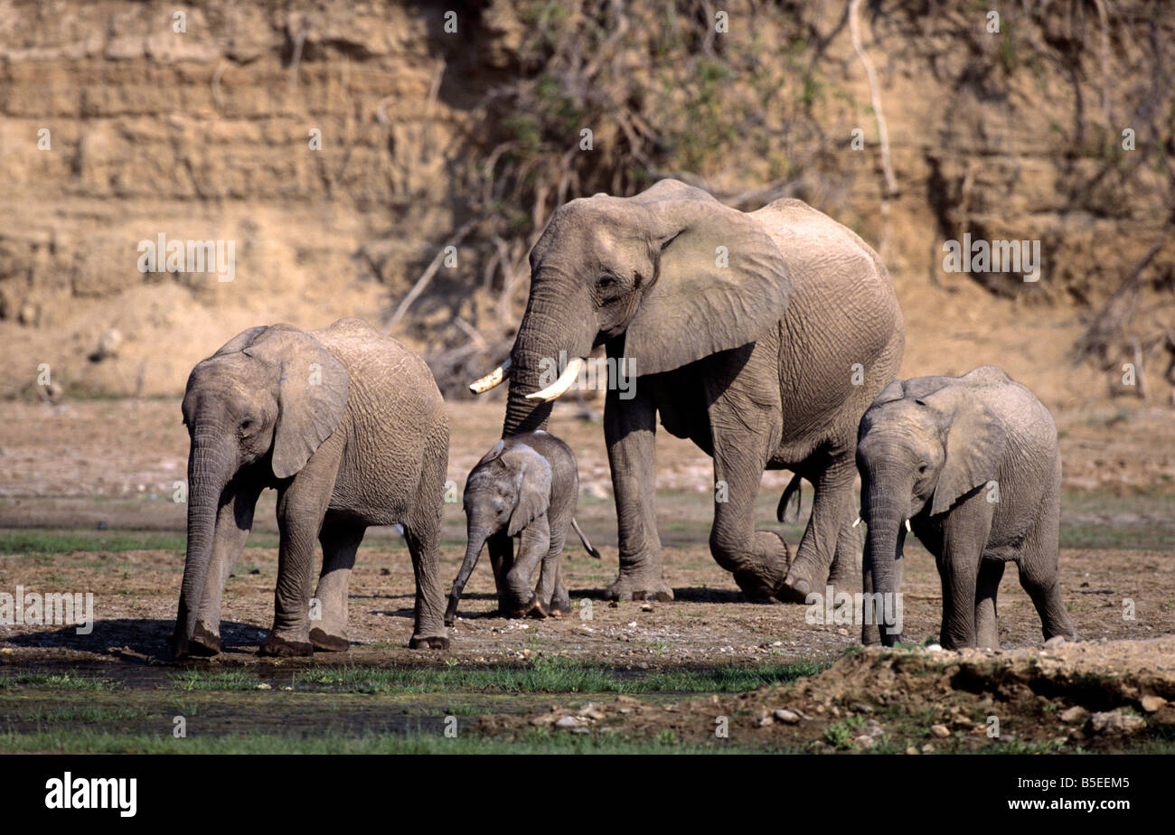 L'éléphant africain, Hoarusib, Kunene, Namibie Banque D'Images