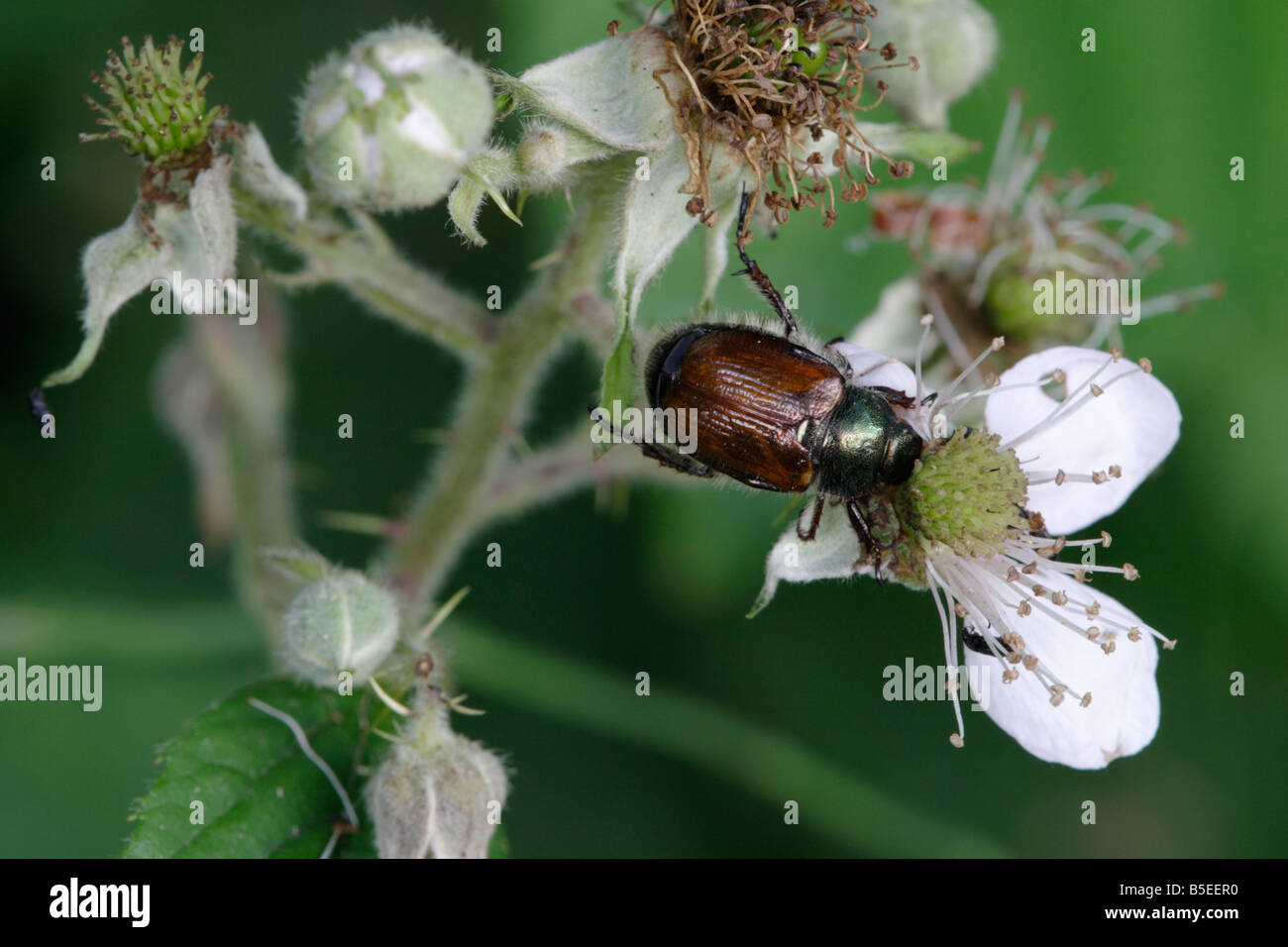June Bug ou Hanneton horticole (Phyllopertha horticola) Banque D'Images