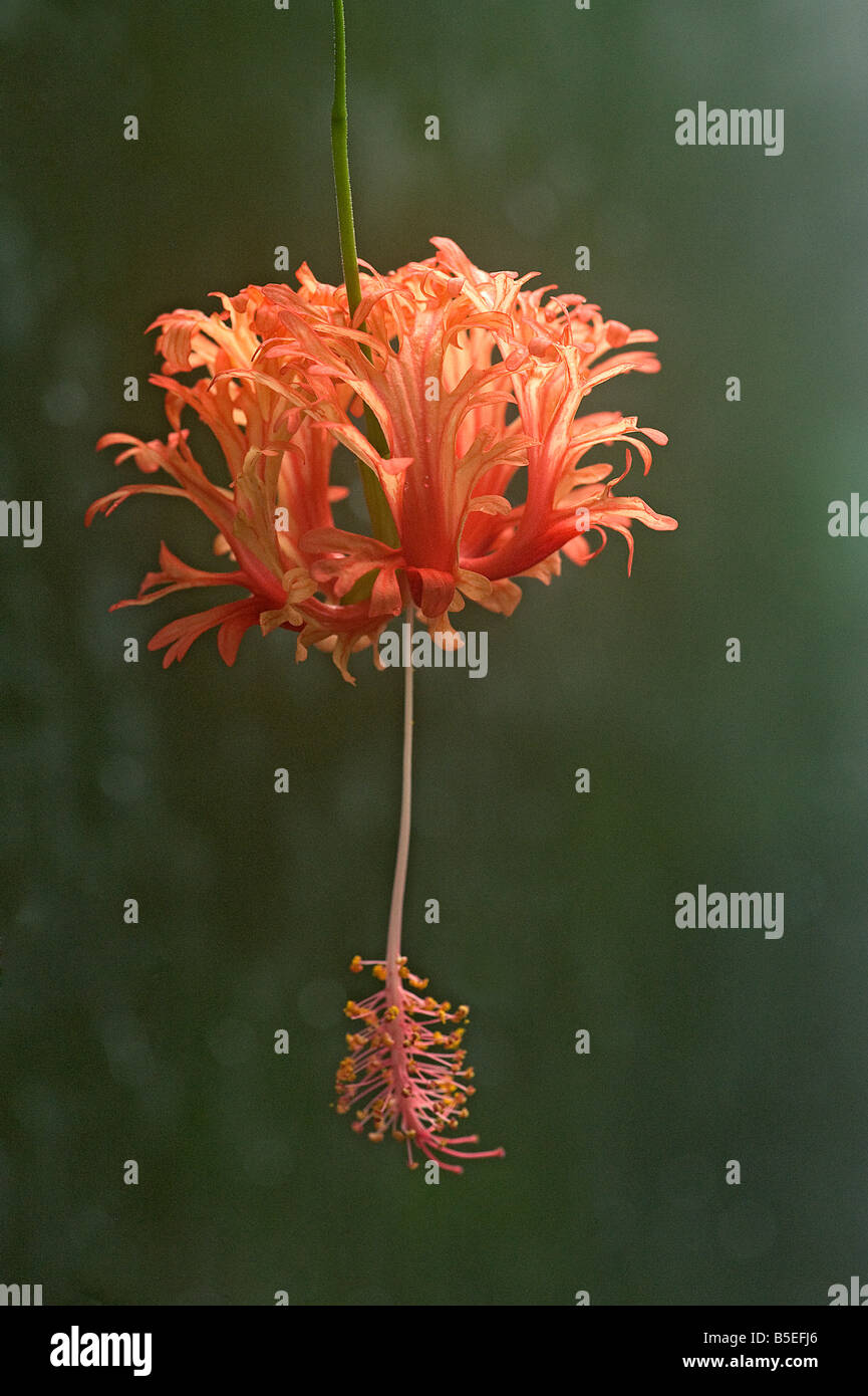 Ou fleur d'Hibiscus Hibiscus schizopetalus lanterne japonaise Banque D'Images