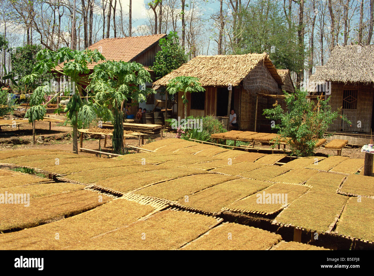 Le séchage du tabac à l'extérieur, près de Dalat, Vietnam du Sud Viêtnam Indochine Asie Asie du sud-est Banque D'Images