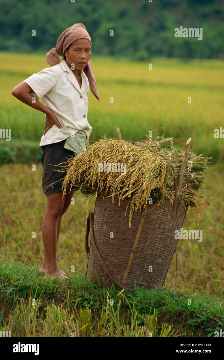 Femme dans un champ de riz avec panier en osier de r colte de riz