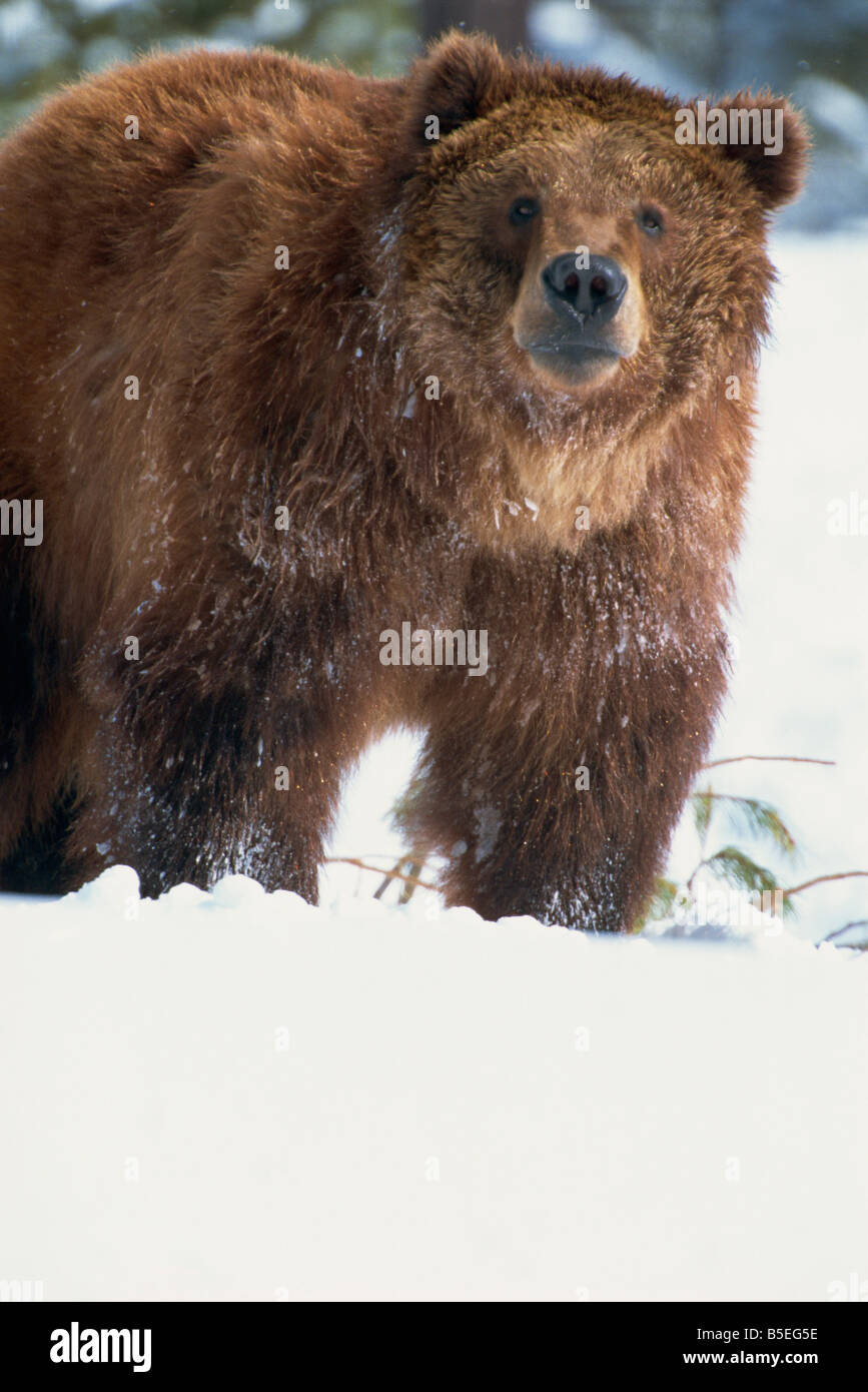 Ours brun (Ursus horribillis) (grizzly) dans la neige, en Amérique du Nord Banque D'Images