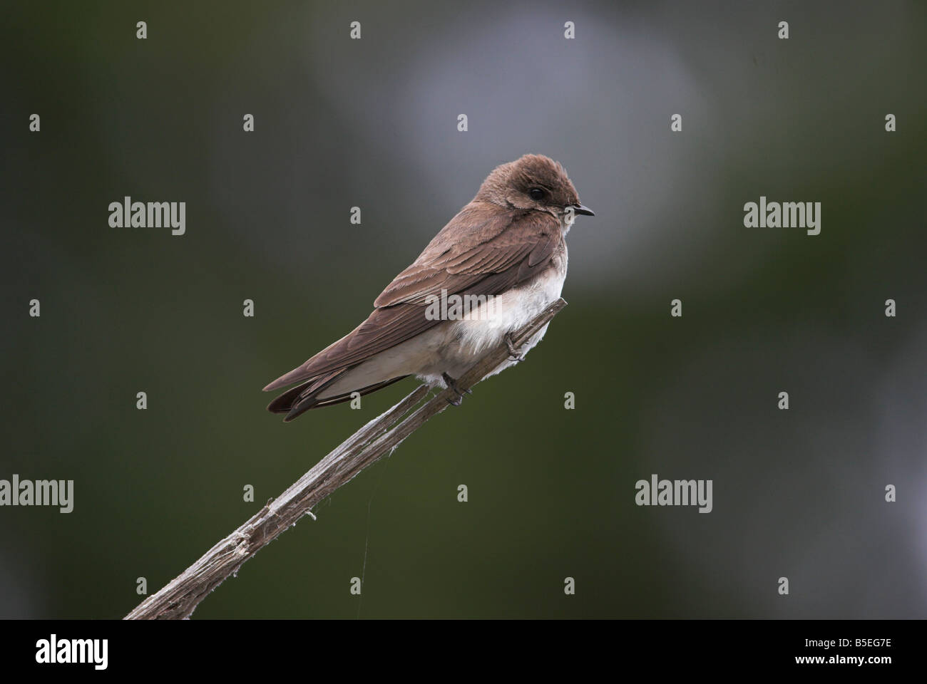 Northern Rough-winged Swallow Stelgidopteryx serripennis perché sur fin de carrière désaffectée à la direction générale près de Port Renfrew en mai Banque D'Images