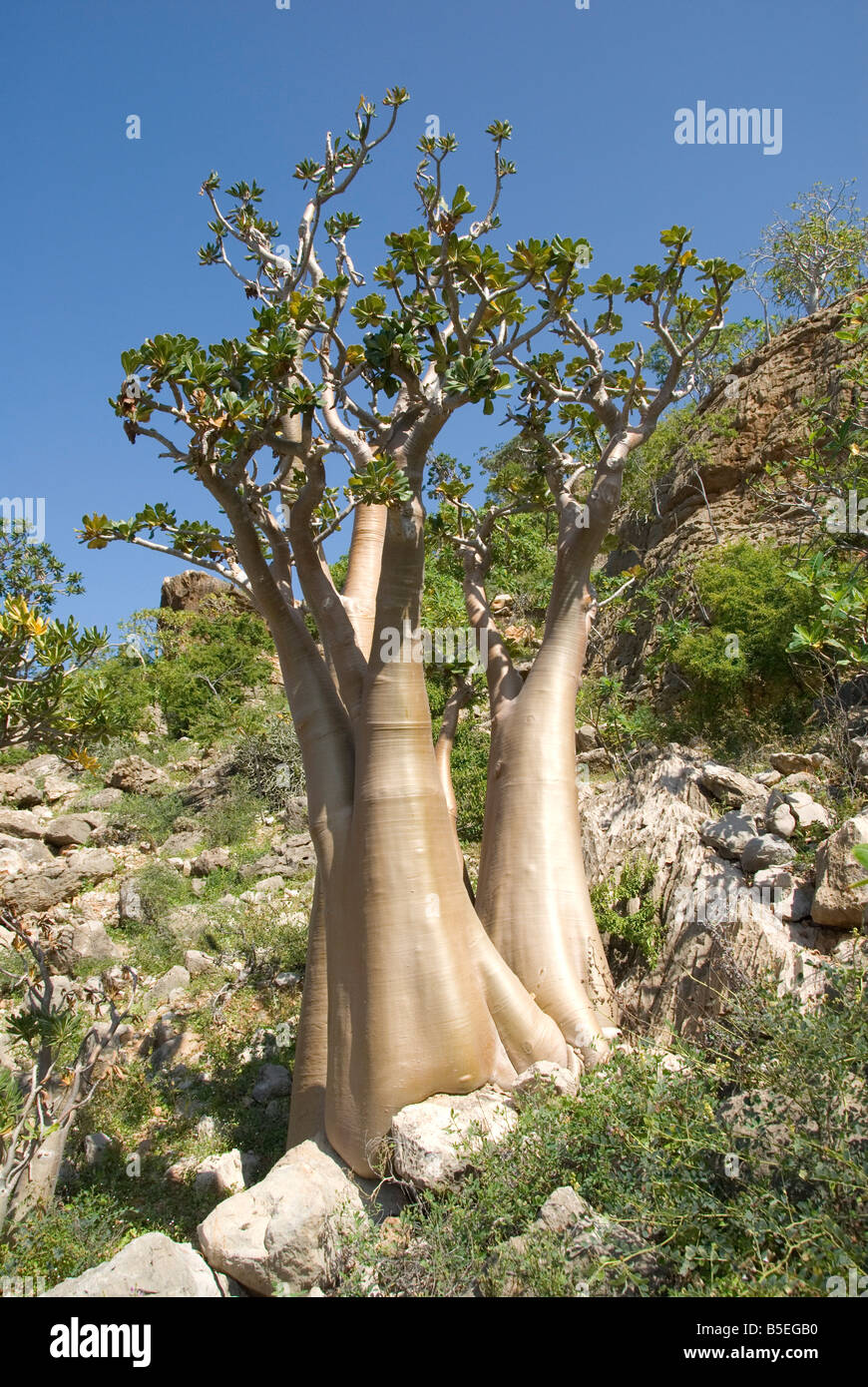 Arbre bouteille d'Adenium obesum rose du désert endémique à l'île près de Hadibu, île de Socotra, au Yémen, au Moyen-Orient Banque D'Images