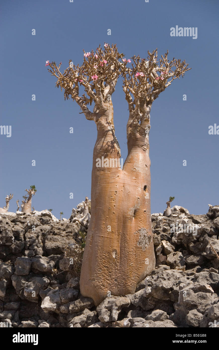Arbre bouteille d'Adenium obesum rose du désert endémique à l'île centrale du plateau Diksam Île de Socotra Yémen Moyen-orient Banque D'Images