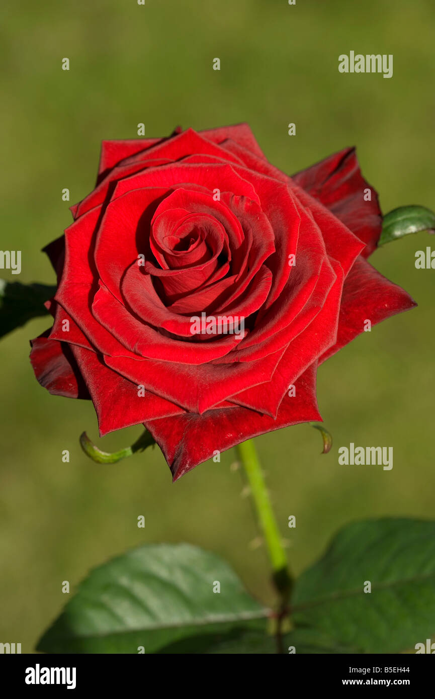 Une rose rouge dans la lumière du soleil Banque D'Images
