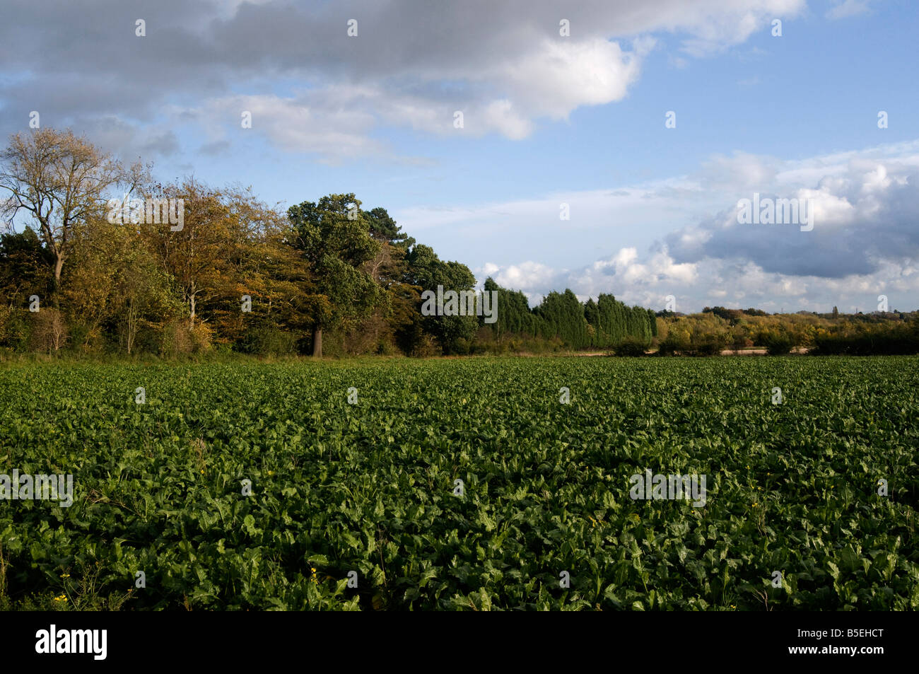 Les légumes poussant dans un champ du Leicestershire, Angleterre, RU Banque D'Images