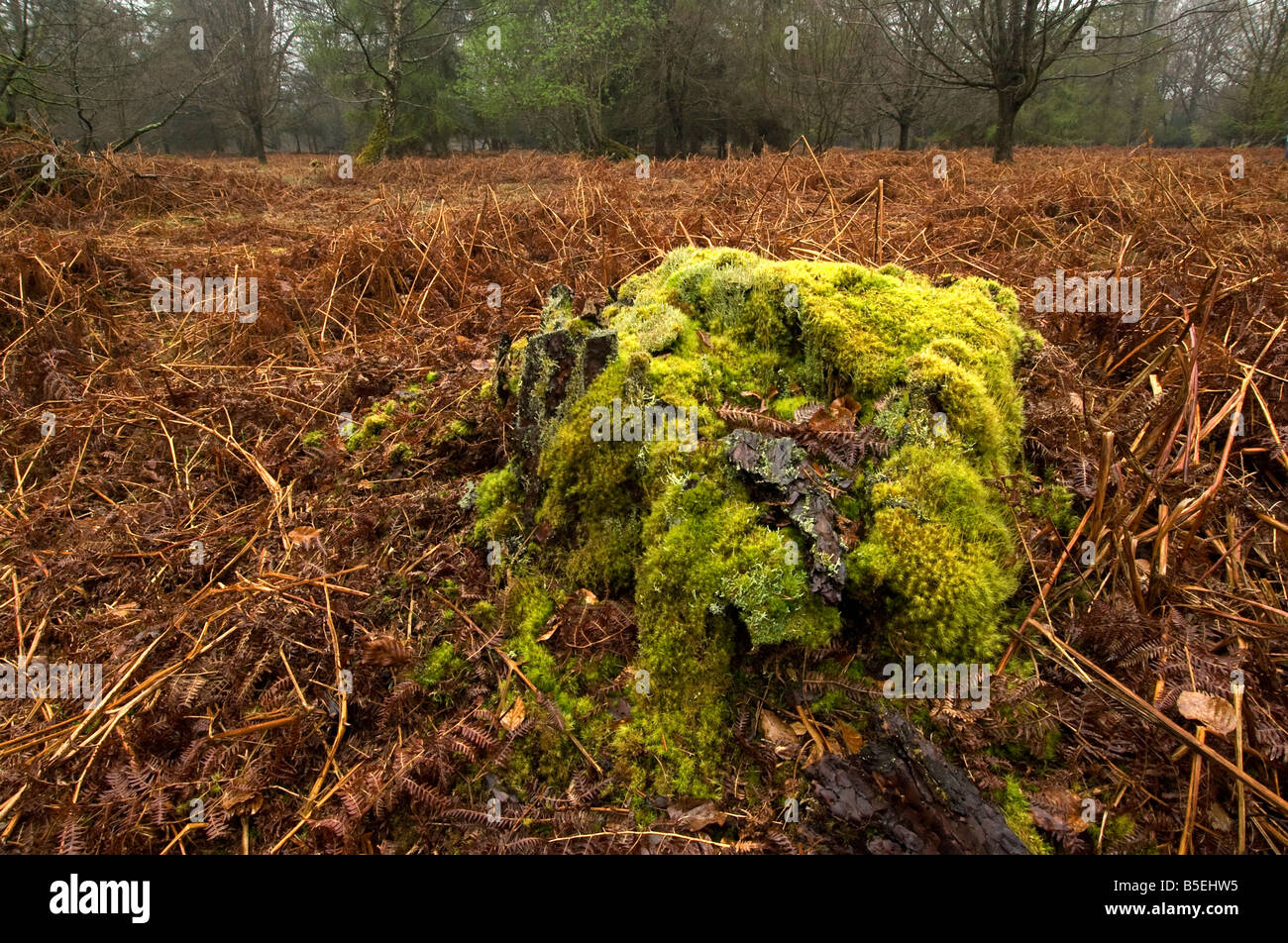 Mousses et lichens sur les vieux moignon dans nouvelle forêt en hiver avec dead bracken Banque D'Images