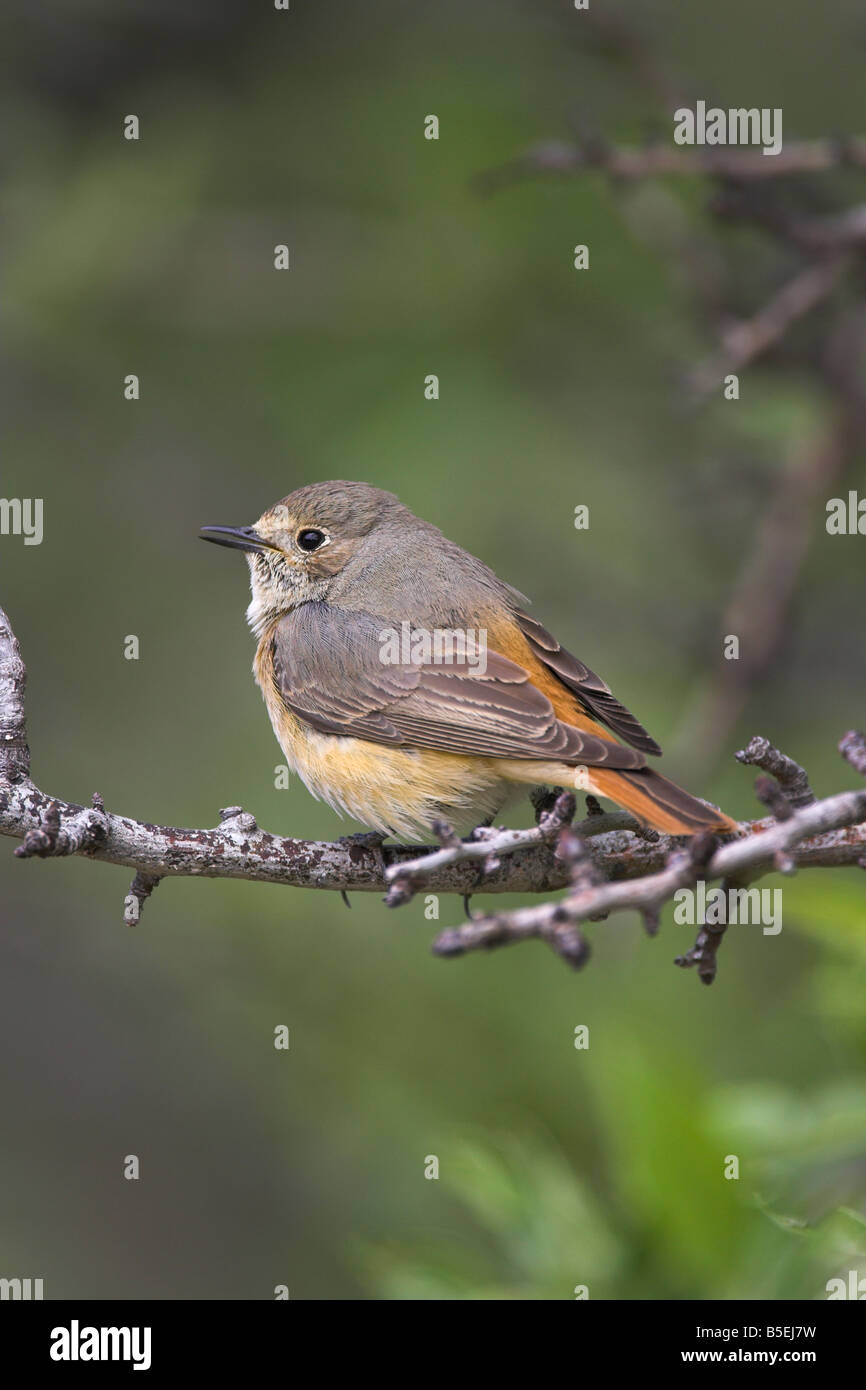Phoenicurus phoenicurus Rougequeue commune perché femelle en bush et montrant croupion rouge à Efthalou, Lesbos, Grèce en avril. Banque D'Images