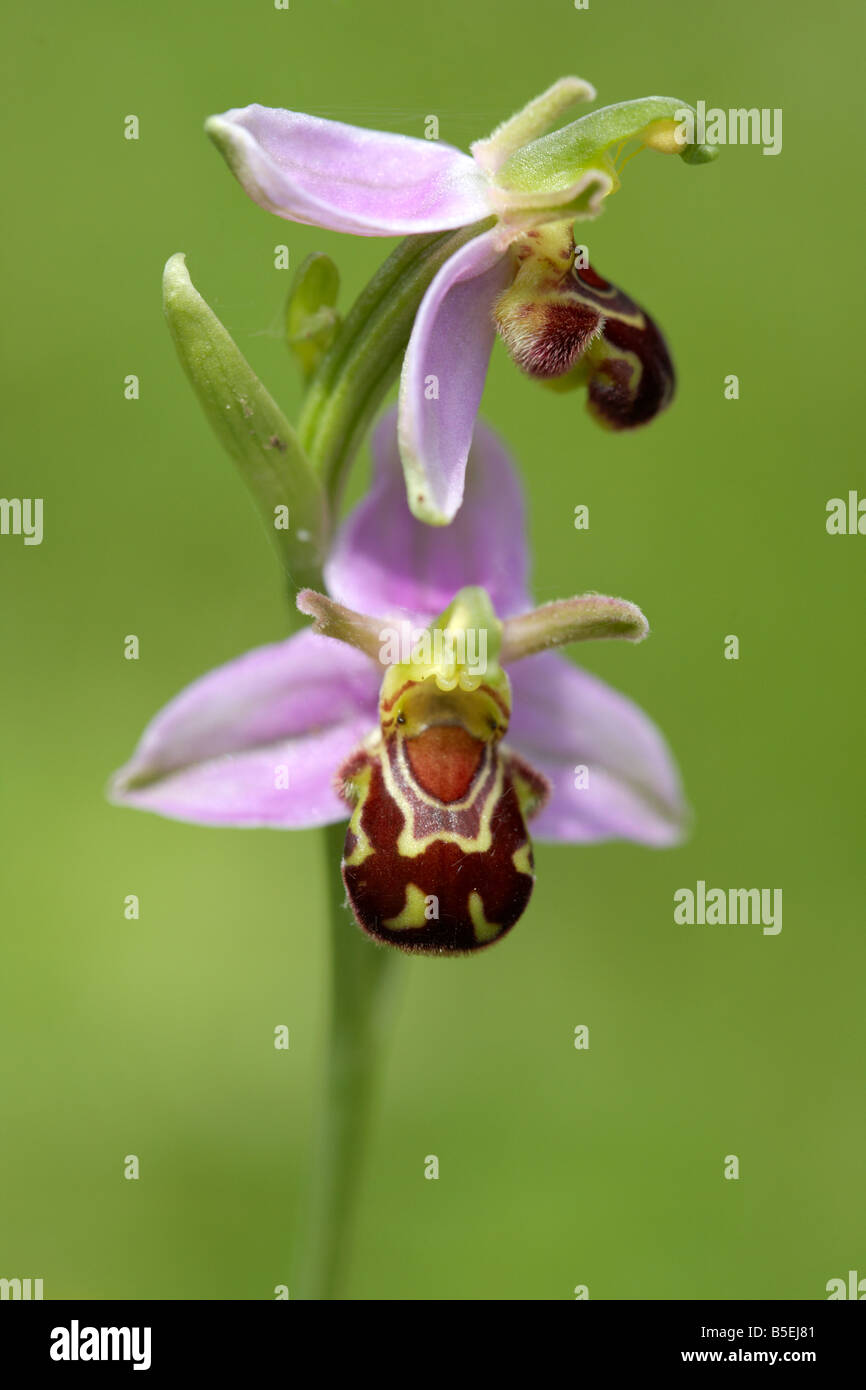 Wild l'orchidée abeille (Ophrys apifera) sur une prairie de Norfolk UK Banque D'Images