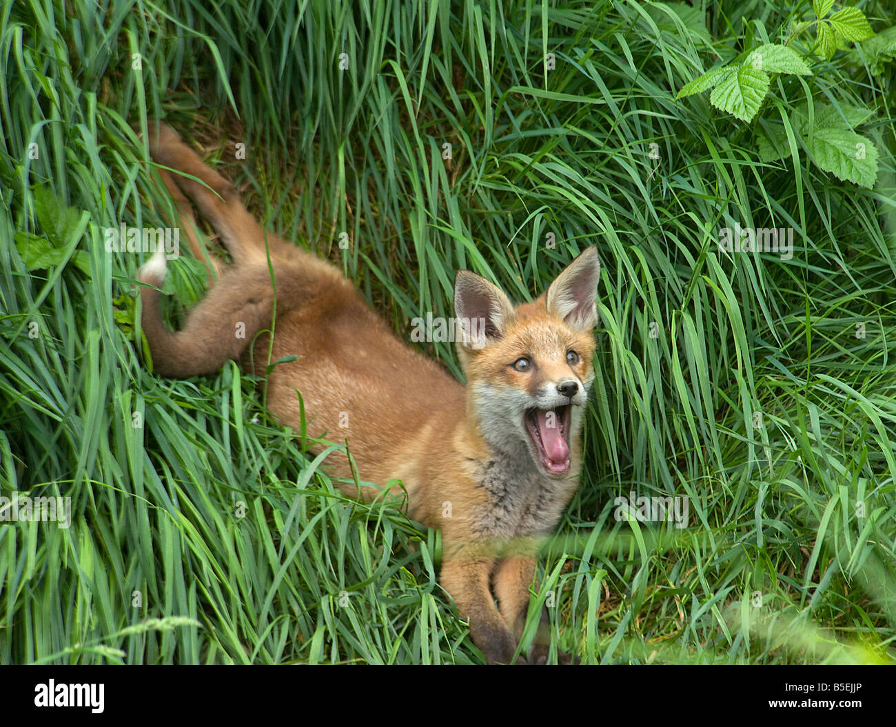 Le renard roux Vulpes vulpes cub et relaxant le bâillement Banque D'Images
