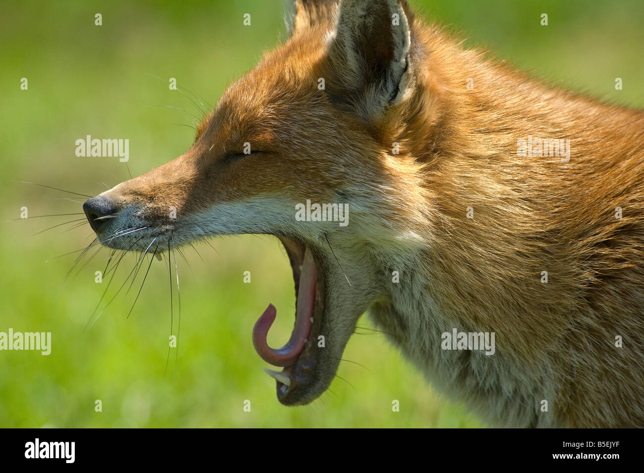 Le renard roux Vulpes vulpes le bâillement Banque D'Images