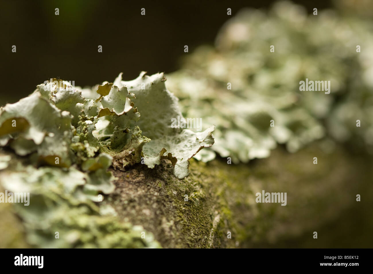 Plan Macro sur le Bouclier vert Lichen (Commune Flavoparmelia caperata) croissant sur une branche d'arbre Banque D'Images