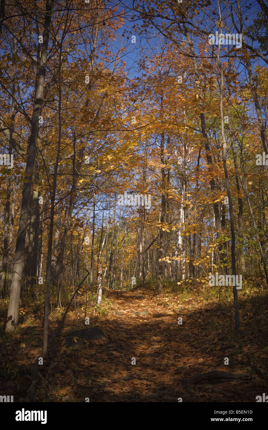 La forêt du mont Royal avec ses couleurs d'automne Montréal Québec Banque D'Images