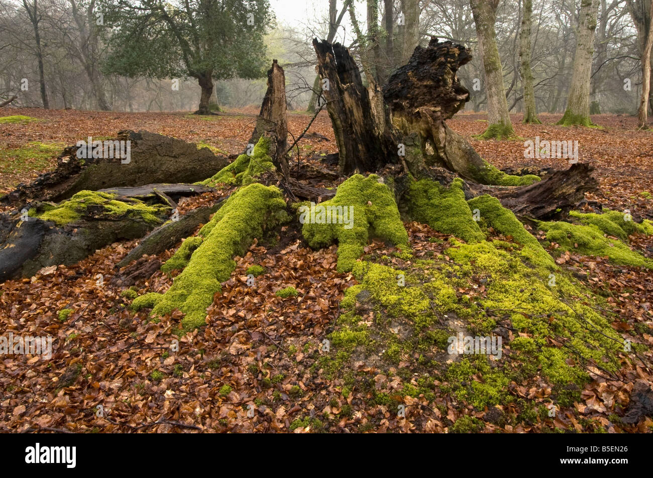 Mousses sur moignon pourri dans la nouvelle forêt parmi la litière de hêtre en hiver Banque D'Images