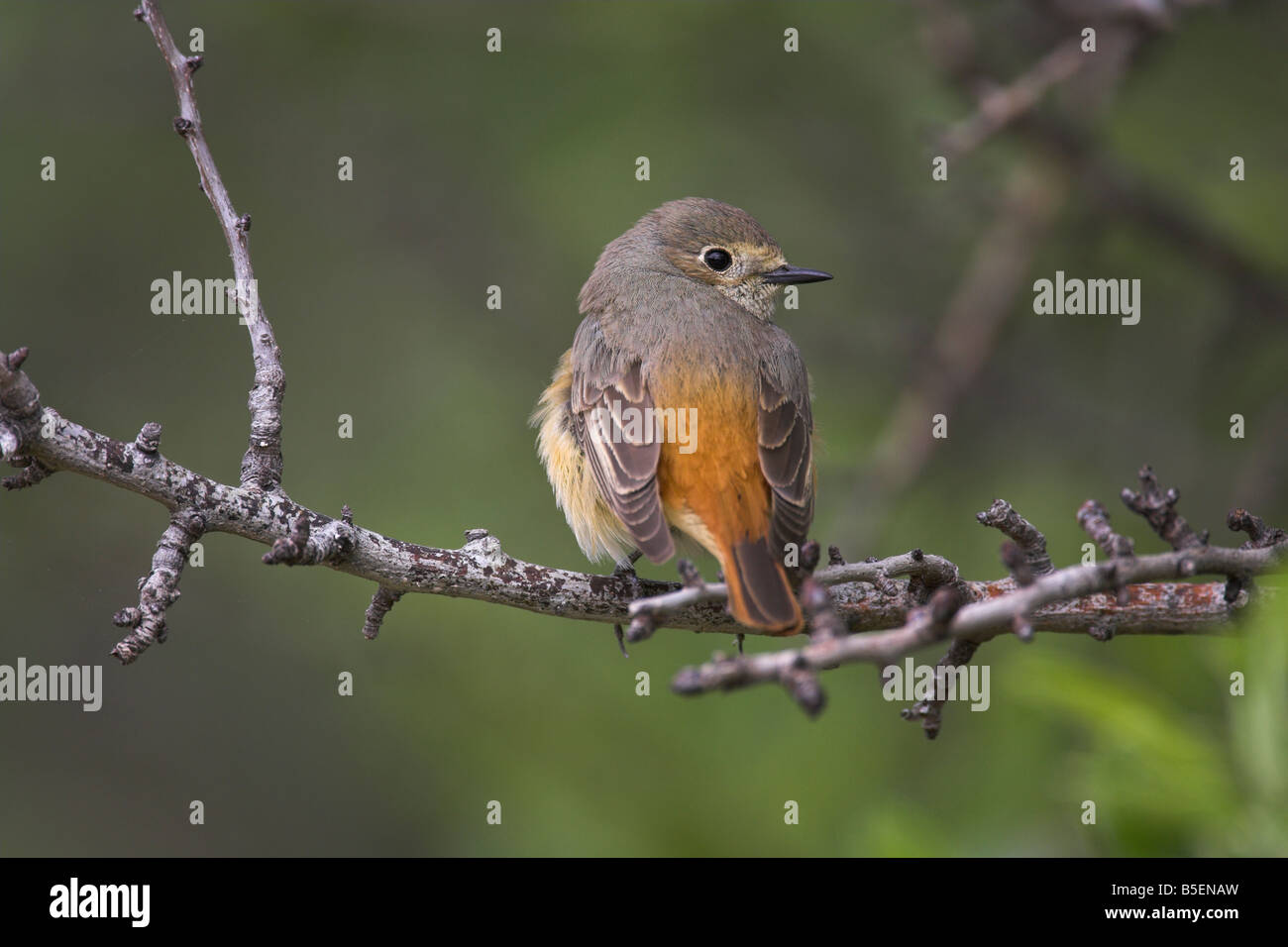Phoenicurus phoenicurus Rougequeue commune perché femelle en bush et montrant croupion rouge à Efthalou, Lesbos, Grèce en avril. Banque D'Images