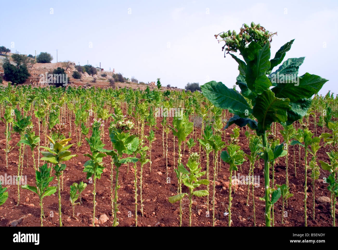 Champ de tabac à Deir el ahmar baalbak village zone à l'est de la Bekaa au Liban Banque D'Images