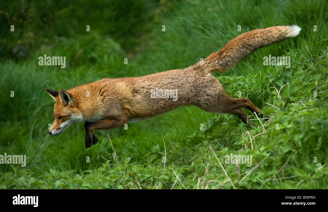 Le renard roux Vulpes vulpes exécutant Banque D'Images