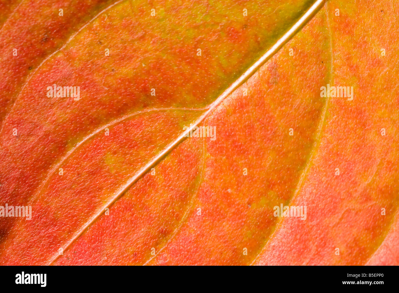 Cornouiller (Cornus kousa) nervures des feuilles. Banque D'Images