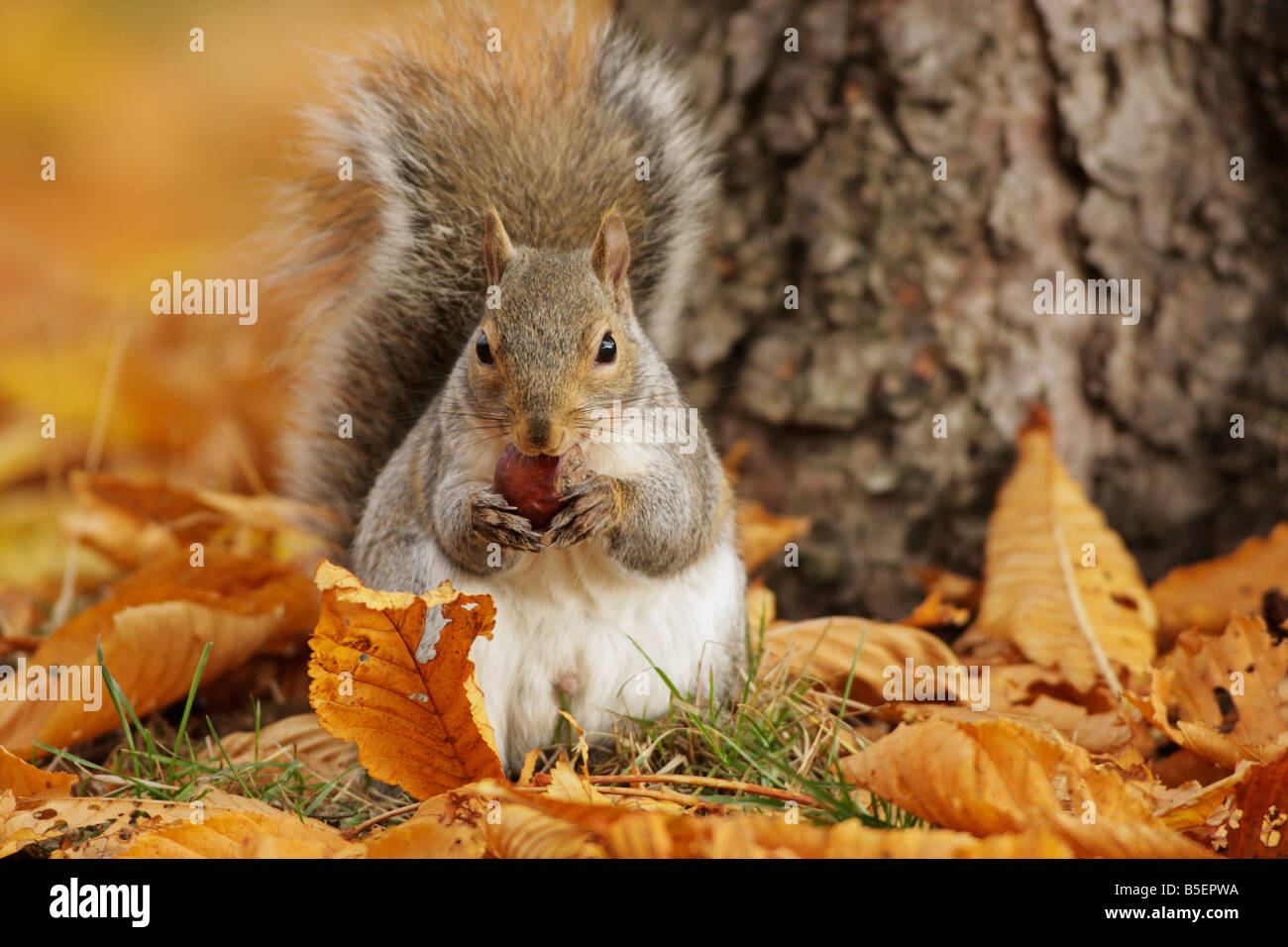 Écureuil gris avec le châtaignier en automne Victoria British Columbia Canada Banque D'Images