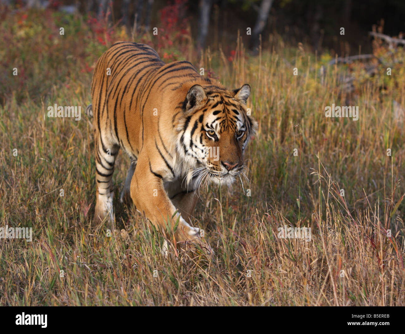 Tigre de Sibérie Banque D'Images