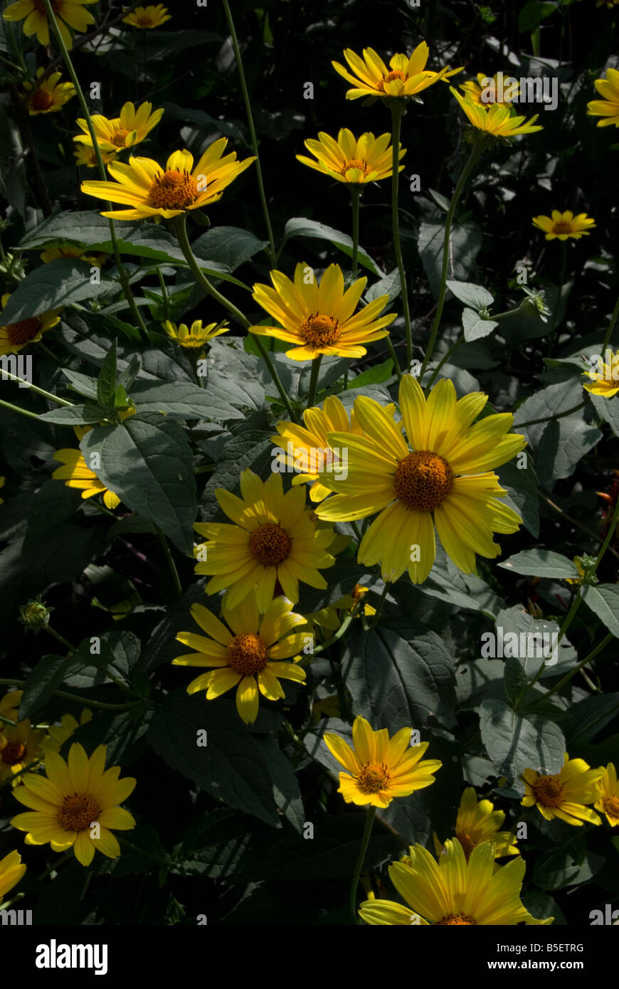 HELIOPSIS HELIANTHOIDES, lisse oxeye Banque D'Images