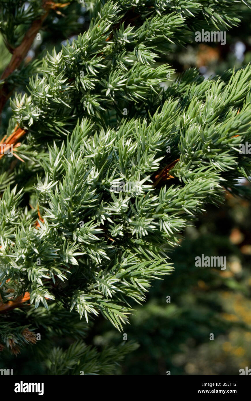 Juniperus squamata 'Meyeri', feuilletée Jumiper. Banque D'Images