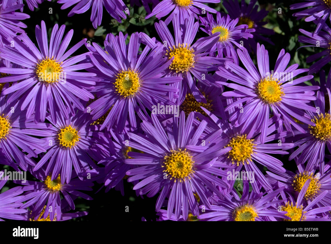 Aster amellus 'King George'. Michaelmas Daisy Banque D'Images