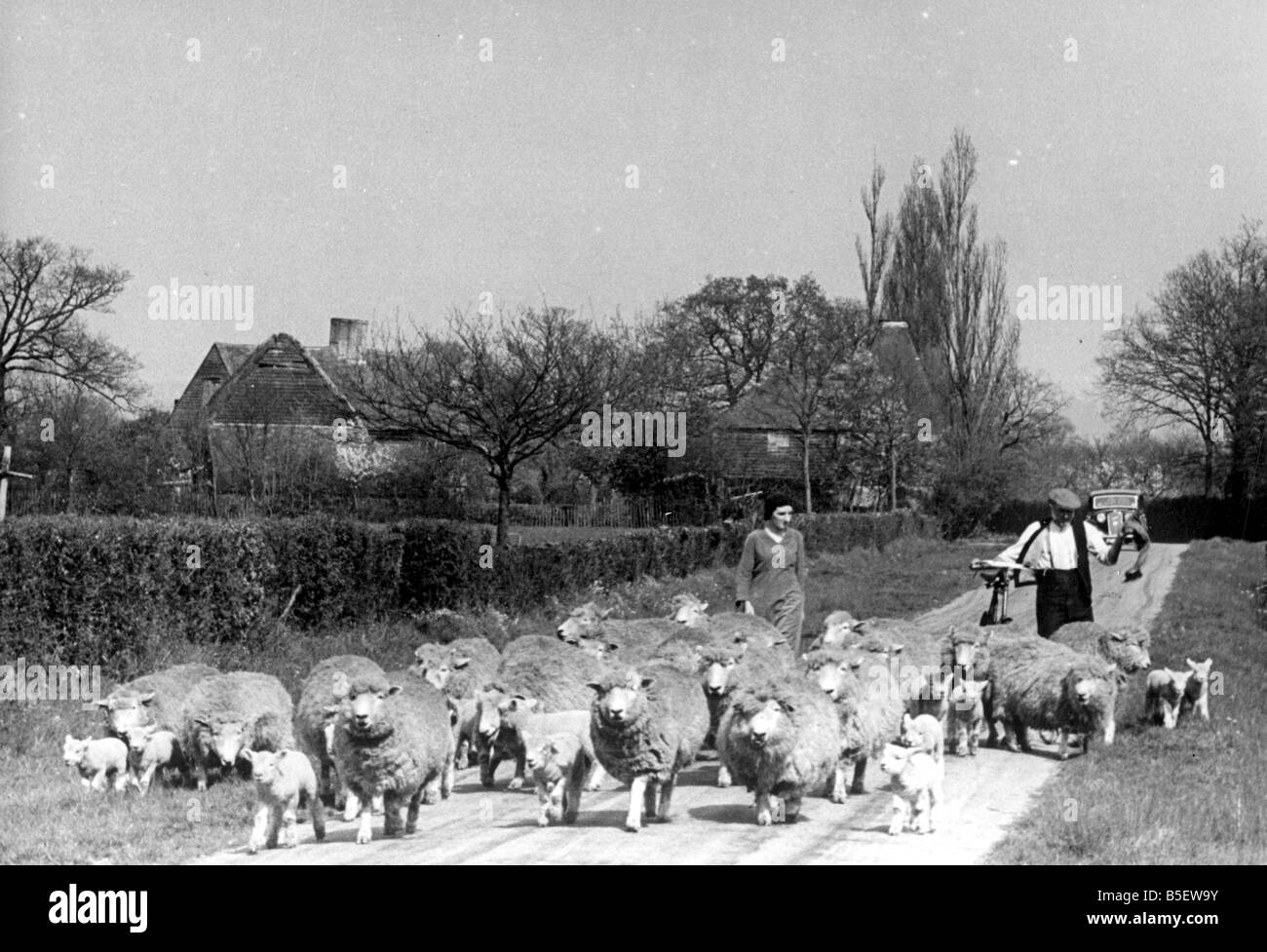 Un agriculteur de marcher le long d'une route de campagne avec ses moutons dans le village de North Harrow dans le Kent&# 13 ;&# 10;Circa 1935 Banque D'Images
