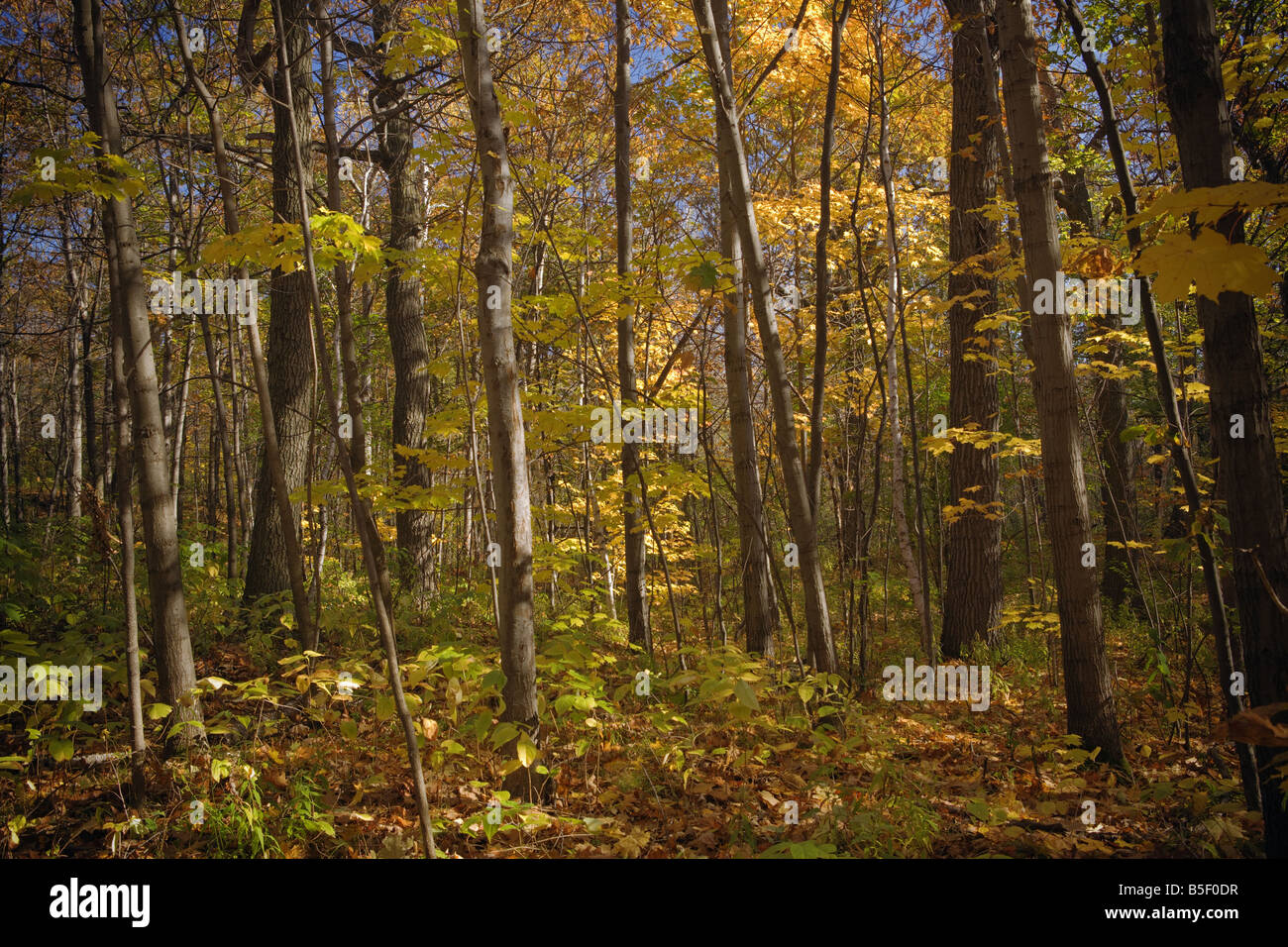 La forêt du mont Royal avec ses couleurs d'automne Montréal Québec Banque D'Images