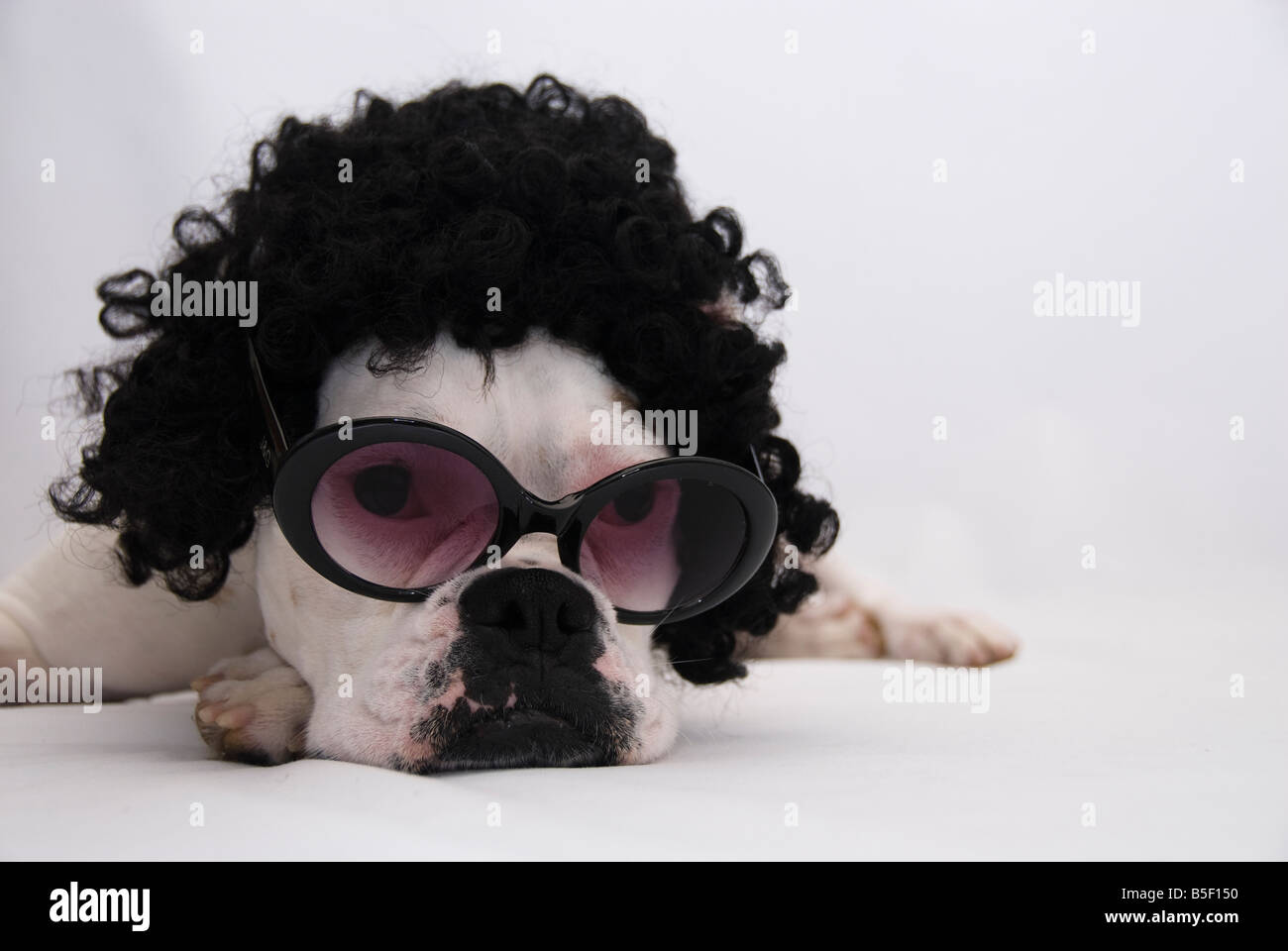 Chien Boxer blanc fashionista. Banque D'Images