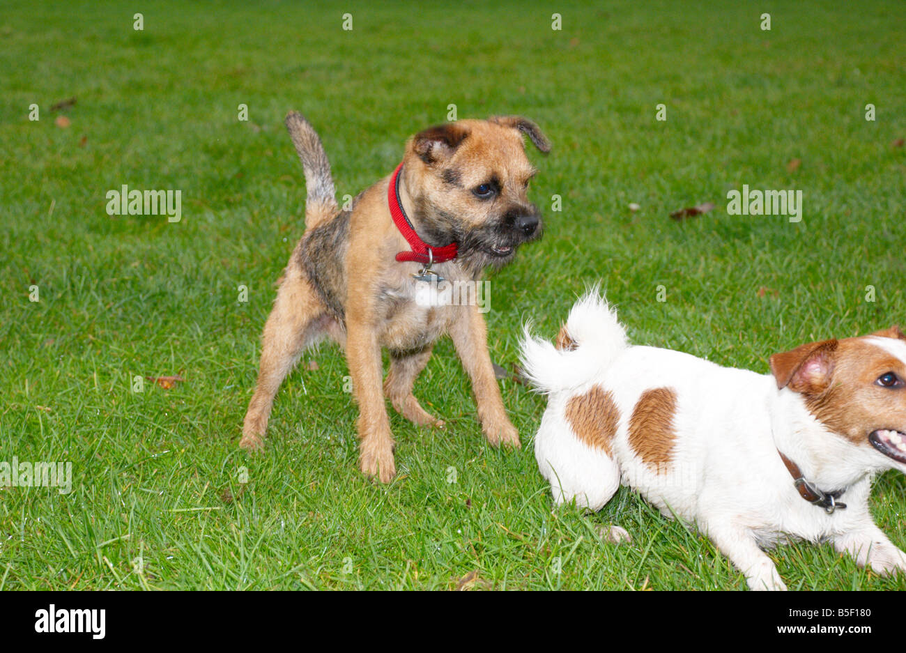 Les chiens jouant dans le parc Banque D'Images