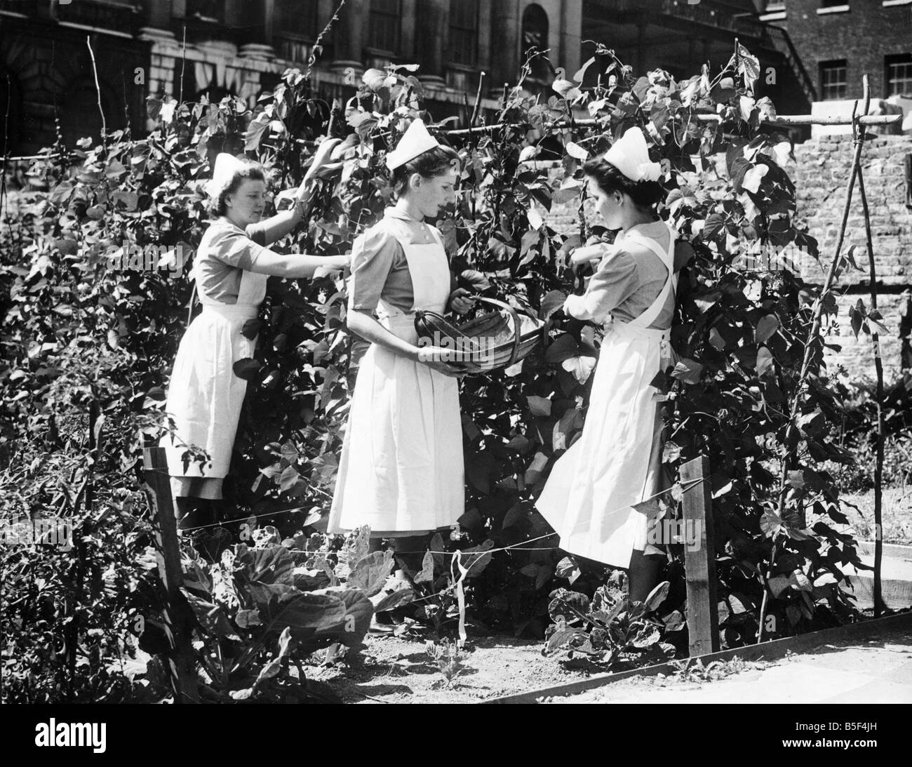 Les soins infirmiers et le personnel domestique à gars Hospital de Londres a fait un jardin des ruines d'une aile blitzed. Trois infirmières OPS picking haricots dans le jardin de gars.;le 16 août 1943. Banque D'Images
