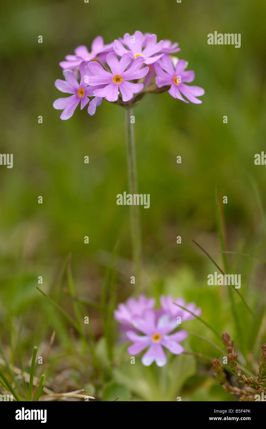 Primevère Laurentienne, primula farinosa, fleurs sauvages des Alpes, vallée de l'Otztal, Tyrol, Autriche Banque D'Images