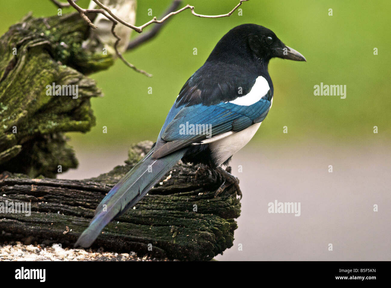 MAGPIE Pica pica membre de la famille résidant au Royaume-Uni Banque D'Images